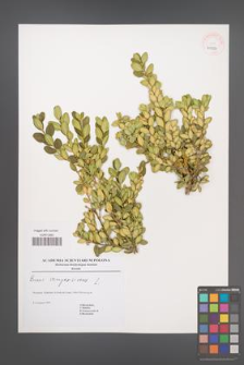 Buxus sempervirens [KOR 41024]