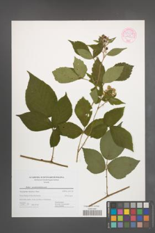 Rubus pseudosiemianicensis [KOR 54315]