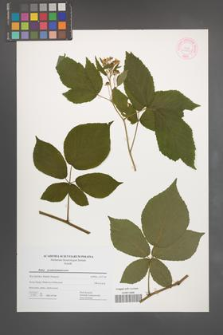 Rubus pseudosiemianicensis [KOR 44457]