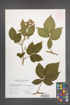 Rubus pseudosiemianicensis [KOR 44458]