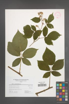 Rubus pseudosiemianicensis [KOR 44455]