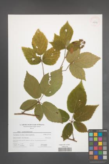 Rubus pseudosiemianicensis [KOR 44562]