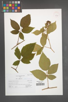 Rubus pseudosiemianicensis [KOR 42760]