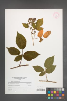 Rubus pseudosiemianicensis [KOR 44364]