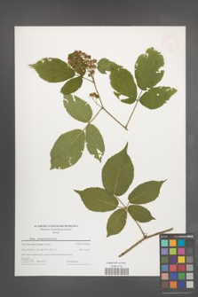 Rubus pseudosiemianicensis [KOR 49060]