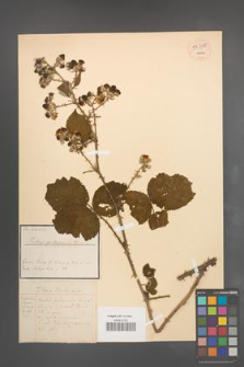 Rubus pubescens [KOR 54318]