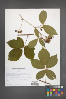 Rubus pyramidalis [KOR 52551]