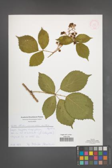 Rubus pyramidalis [KOR 52124]