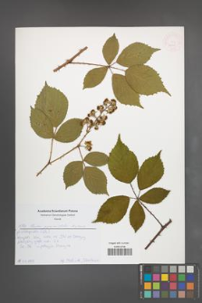 Rubus pyramidalis [KOR 52645]