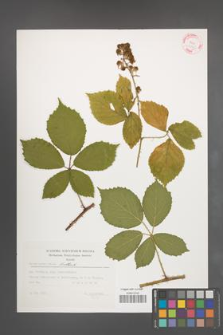 Rubus pyramidalis [KOR 32369]