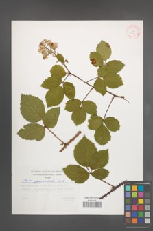 Rubus pyramidalis [KOR 29397]