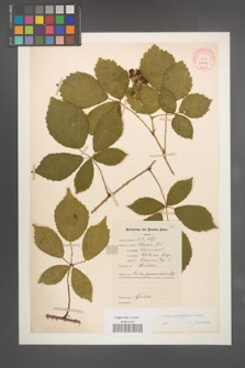 Rubus pyramidalis [KOR 10950]