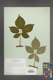 Rubus radula [KOR 22933]