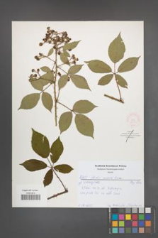 Rubus radula [KOR 52194]