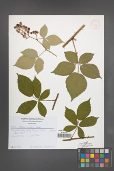 Rubus radula [KOR 52053]