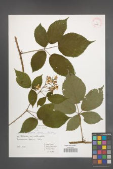 Rubus radula [KOR 40005]