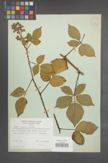 Rubus radula [KOR 22932]