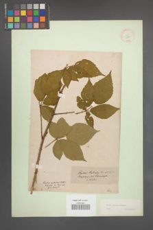 Rubus radula [KOR 10941]