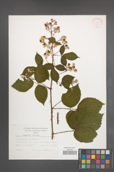 Rubus radula [KOR 29451]