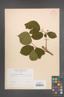 Rubus radula [KOR 10939]