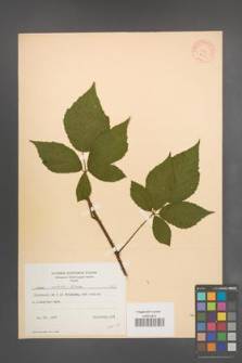 Rubus radula [KOR 8705]