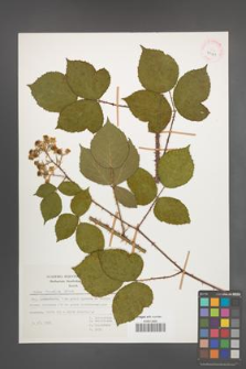 Rubus radula [KOR 29981]