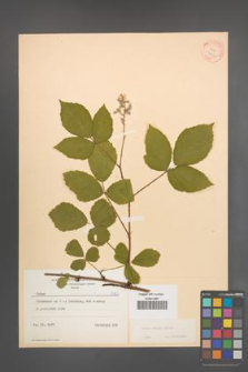 Rubus radula [KOR 8703]