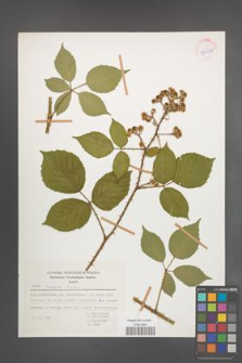 Rubus radula [KOR 54331]