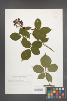 Rubus radula [KOR 47487]
