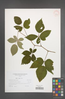 Rubus radula [KOR 40574]