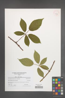 Rubus radula [KOR 40959]