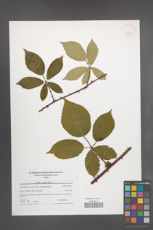 Rubus radula [KOR 41217]