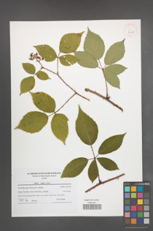 Rubus radula [KOR 41219]