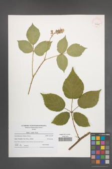 Rubus radula [KOR 41115]