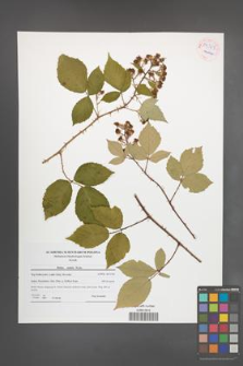 Rubus radula [KOR 54329]
