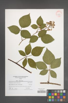 Rubus radula [KOR 40731]
