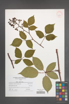 Rubus radula [KOR 41058]