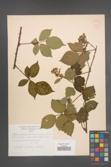 Rubus radula [KOR 52505]