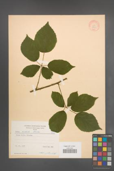 Rubus radula [KOR 8720]