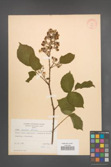 Rubus radula [KOR 8711]