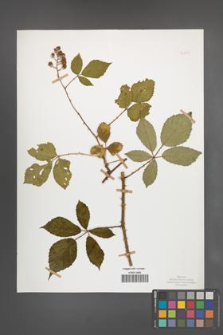 Rubus radula [KOR 50849]