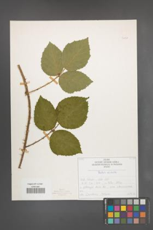 Rubus radula [KOR 50852]