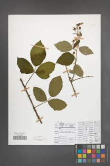 Rubus radula [KOR 50845]