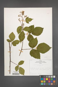 Rubus radula [KOR 50835]