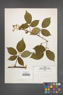 Rubus radula [KOR 50833]