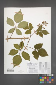 Rubus radula [KOR 50831]