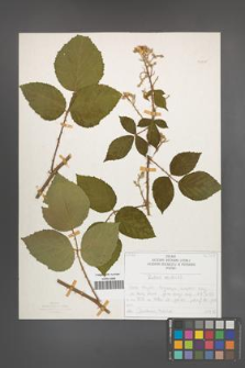 Rubus radula [KOR 50830]