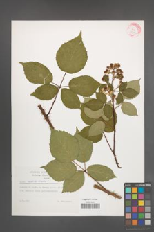 Rubus radula [KOR 29280]