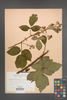 Rubus radula [KOR 23456]