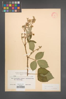 Rubus radula [KOR 8356]